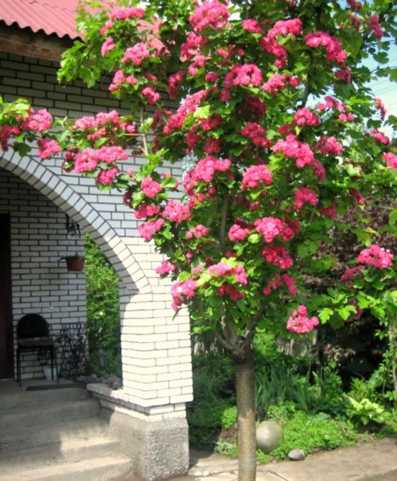 Пауль скарлет боярышник