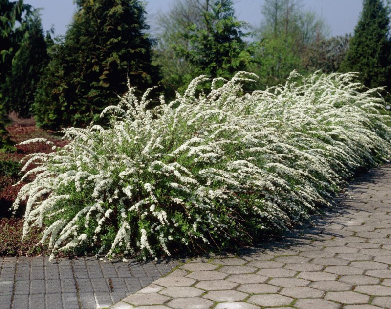 Спирея серая grefsheim