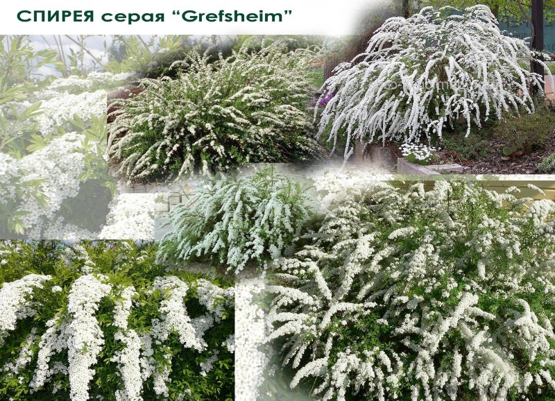 Спирея серая грефшейм
