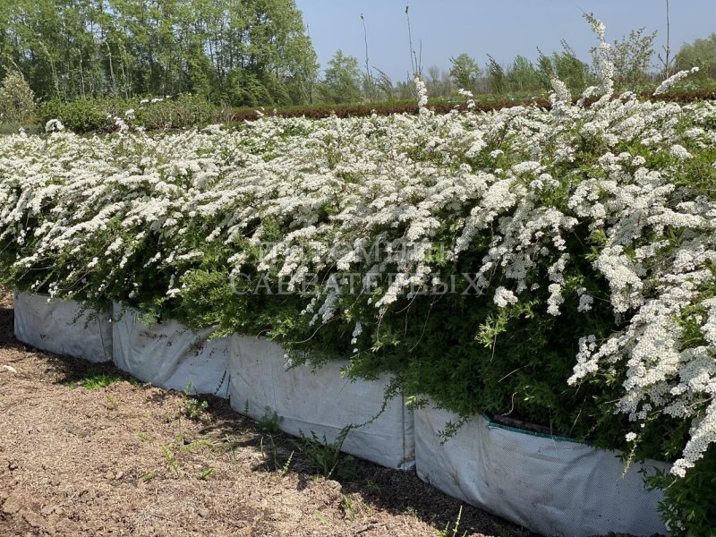 Кустарник спирея грефшейм