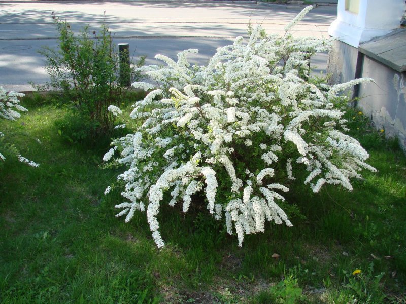 Кустарник спирея серая