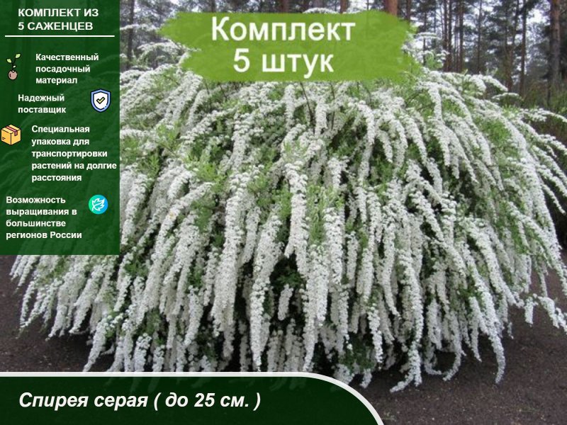 Спирея грефшейм