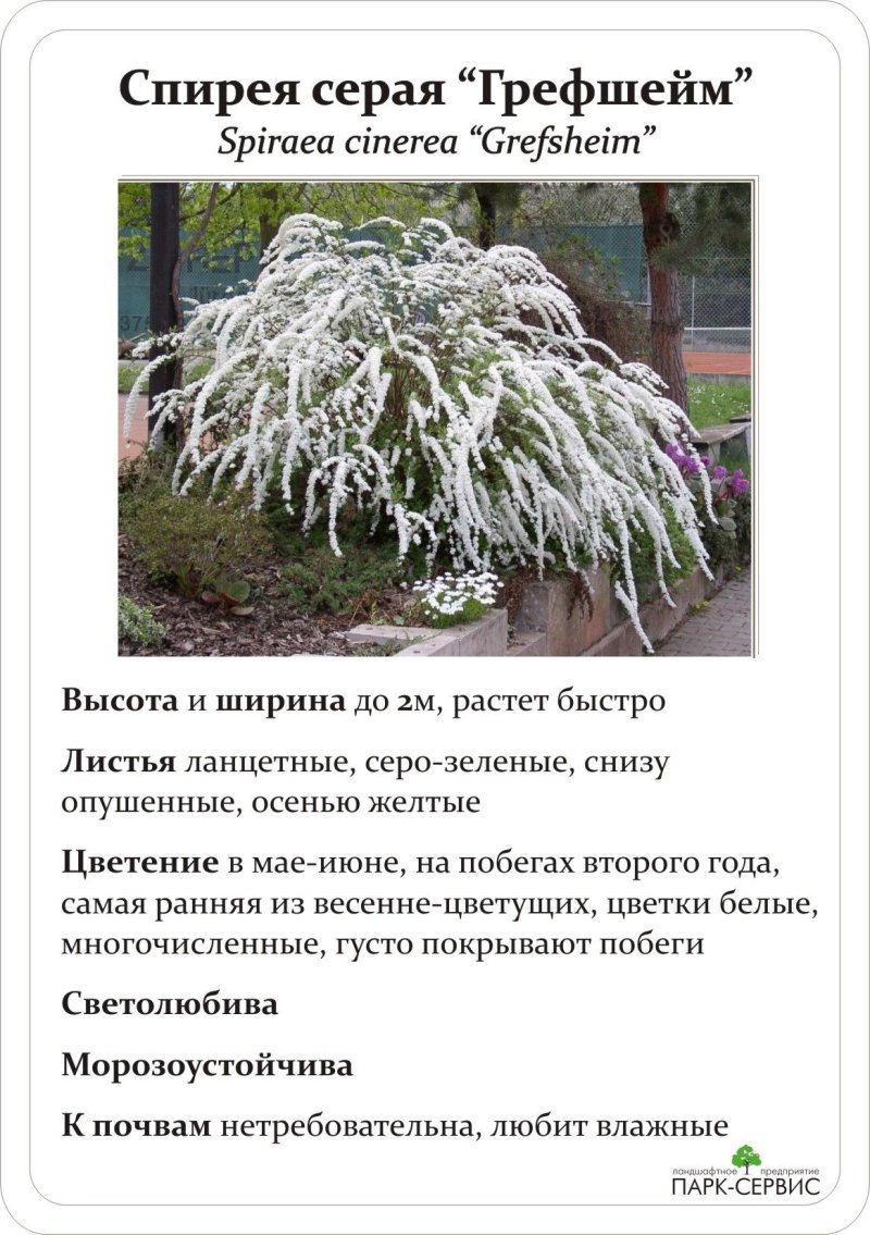 Спирея серая аргута