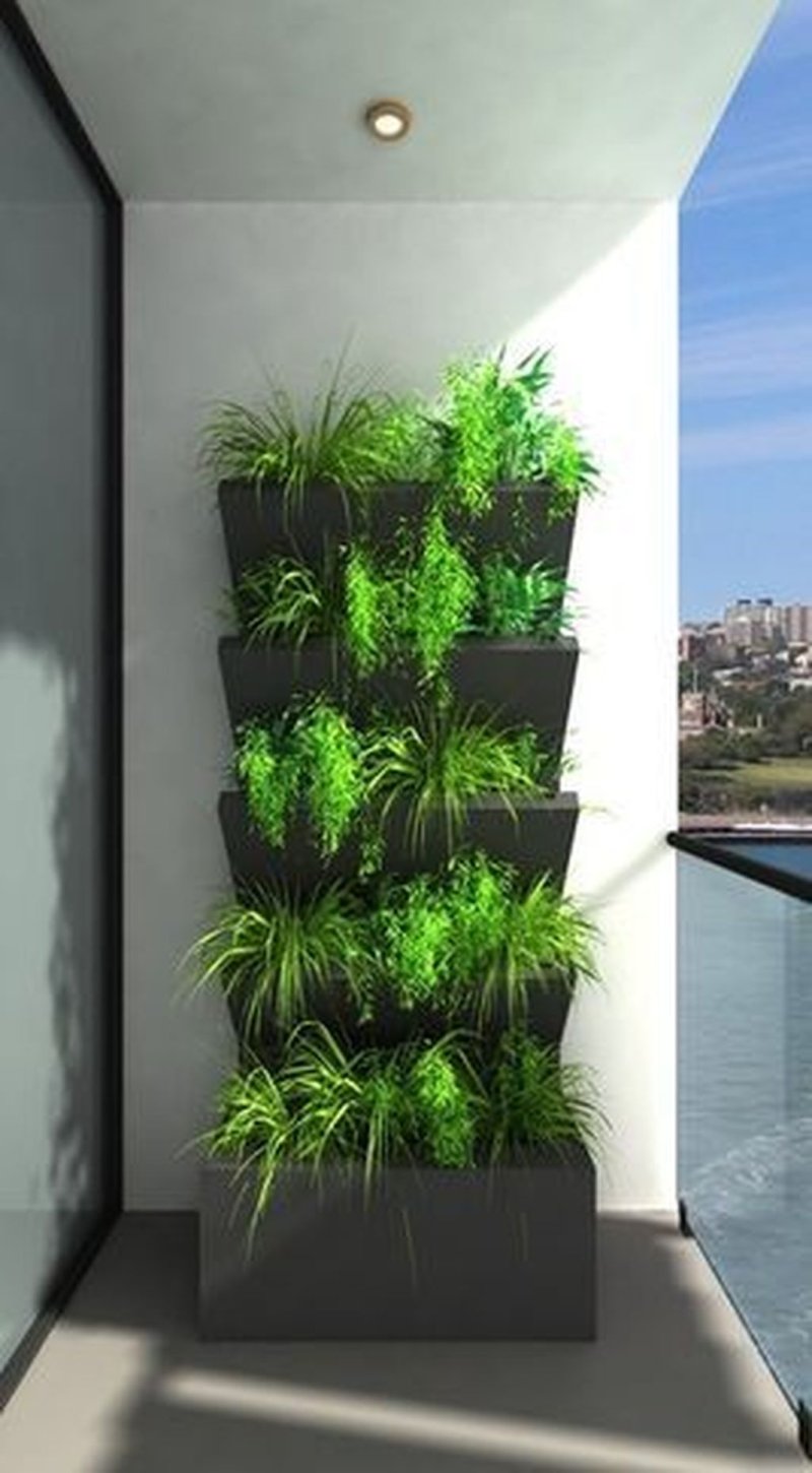 Фитостена бокссанд