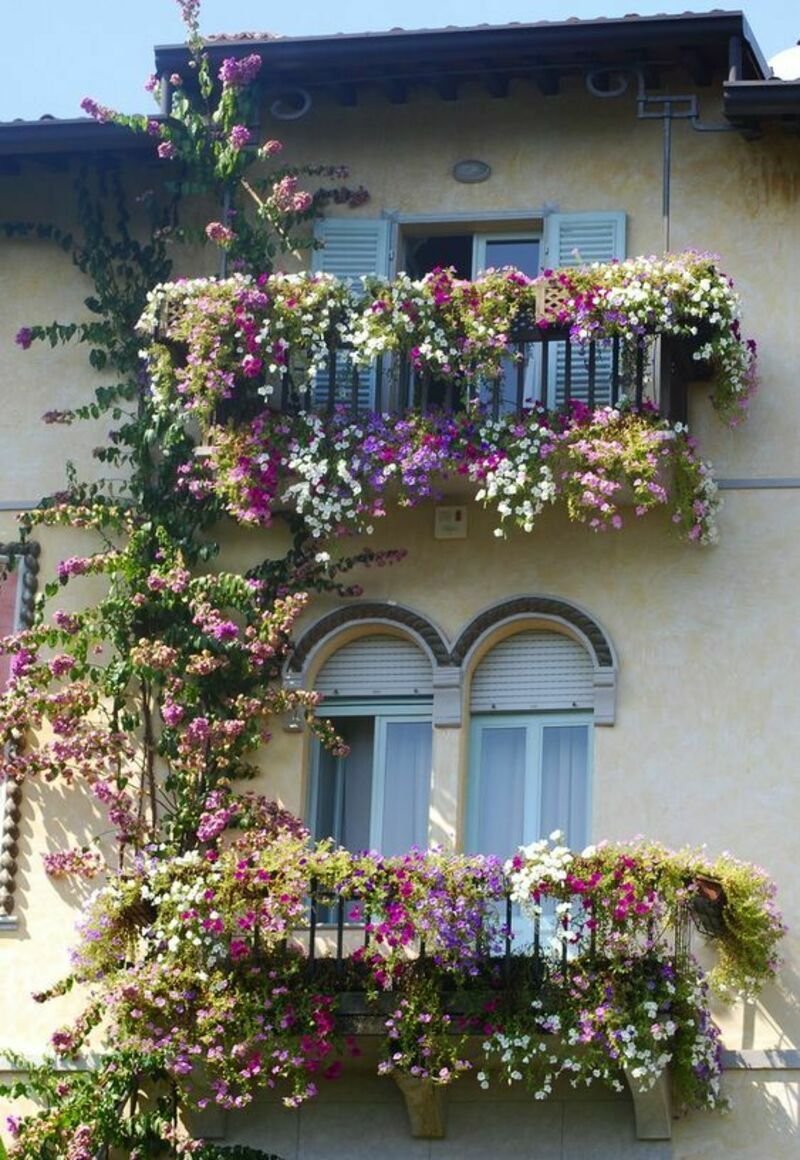 Balcony flowers