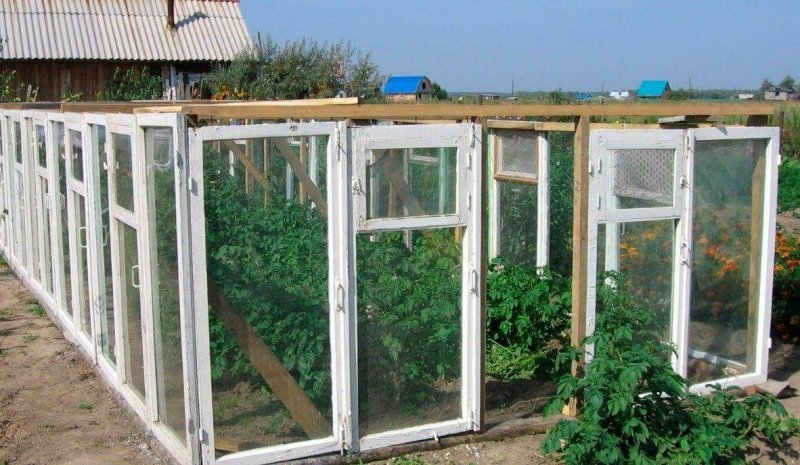 Парник из оконных рам