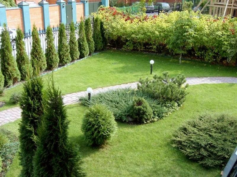 Туи в ландшафте